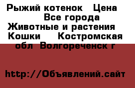 Рыжий котенок › Цена ­ 1 - Все города Животные и растения » Кошки   . Костромская обл.,Волгореченск г.